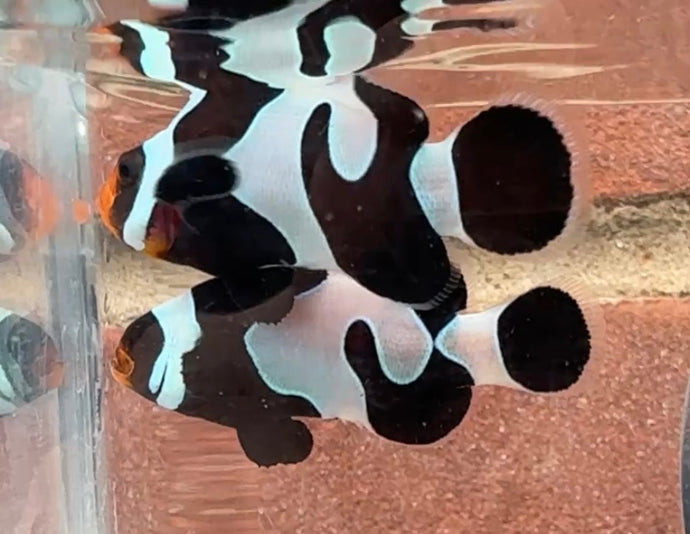 Black Davinci Clownfish Pair WYSIWYG