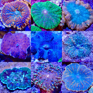 Premium Mushroom Coral Pack Your Mushroom Garden in one pack from us