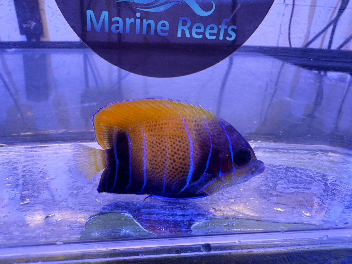 Majestic Angelfish Small