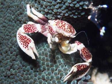 Anemone Crab for marine aquariums (CUC)