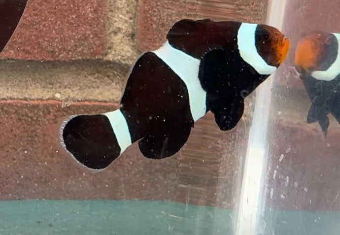 Black Darwin Clownfish WYSIWYG