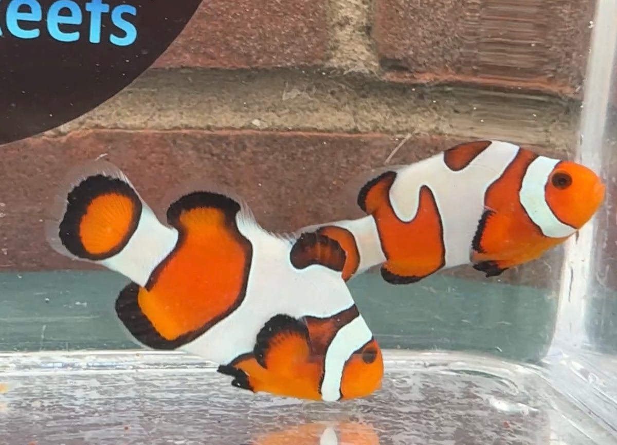 Davinci Clownfish
