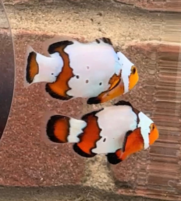 Snowflake/ Black Ice Clownfish Pair WYSIWYG