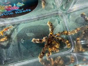 Decorator crab