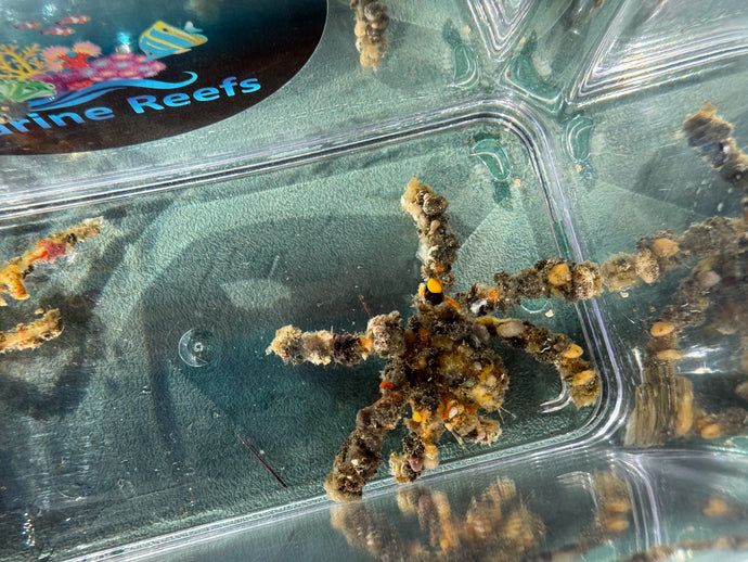 Decorator crab
