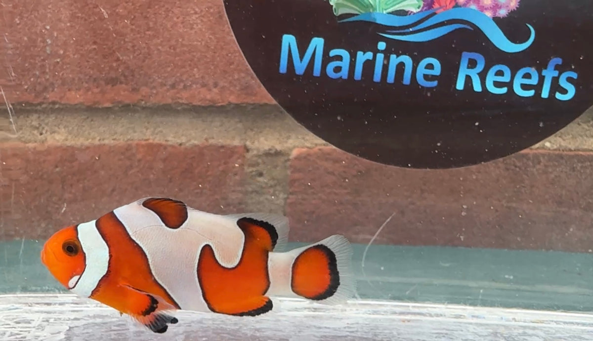 Davinci Clownfish