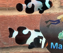 Load image into Gallery viewer, Black Davinci Clownfish Pair WYSIWYG