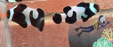 Load image into Gallery viewer, Black Davinci Clownfish Pair WYSIWYG