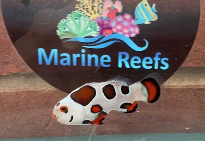 Orange Storm Clownfish Single WYSIWYG