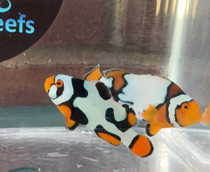 Premium Black Helmet Picasso and A Grade Frostbite Clownfish WYSIWYG