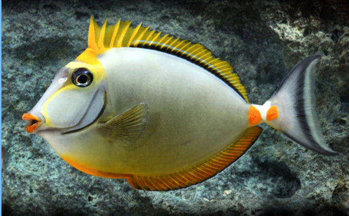 Blonde Naso Tang small