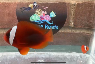 Tomato Clownfish Pair