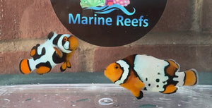 Premium Black Helmet Picasso and A Grade Frostbite Clownfish WYSIWYG