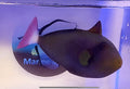Pink Tail Triggerfish Pre order only