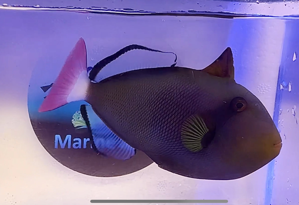 Pink Tail Triggerfish Pre order only