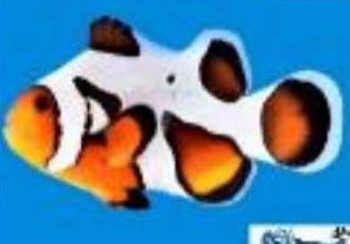 Mochavinci Extreme grade clownfish