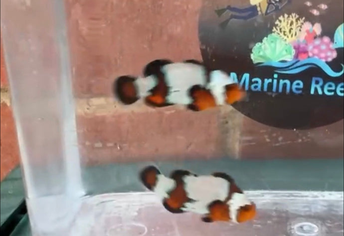 Snowflake/ Black Ice Clownfish Pair WYSIWYG