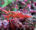 Camel Shrimp (CUC)
