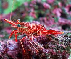 Camel Shrimp (CUC)