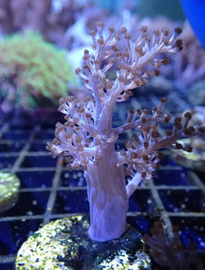Kenya tree Coral Frag