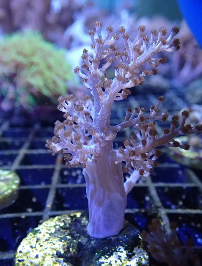 Kenya tree Coral Frag