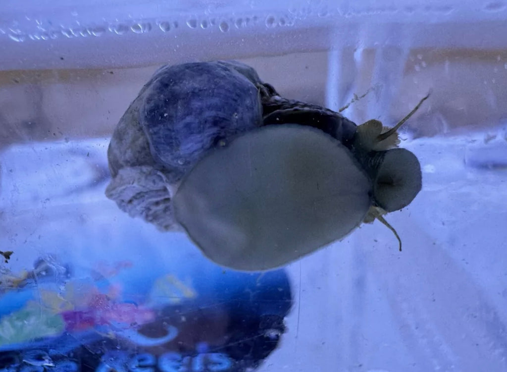 Mexican Turbo Snail (CUC)