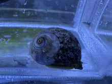 Load image into Gallery viewer, Mexican Turbo Snail (CUC)