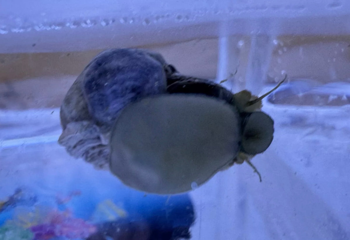 Mexican Turbo Snail (CUC)