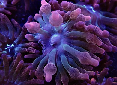 Small Rainbow Bubble Tip Anemone Coral For Marine Aquariums