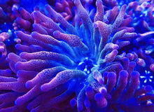 Load image into Gallery viewer, Small Rainbow Bubble Tip Anemone Coral For Marine Aquariums