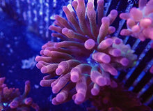 Load image into Gallery viewer, Small Rainbow Bubble Tip Anemone Coral For Marine Aquariums