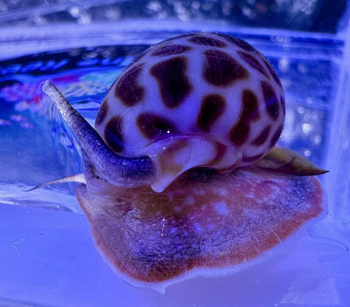 Tiger/Leopard Nassarius Snail For Marine Aquariums (CUC)