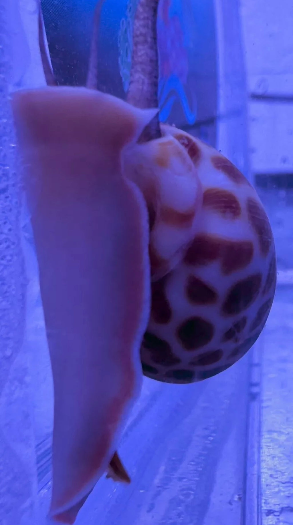 Tiger/Leopard Nassarius Snail For Marine Aquariums (CUC)