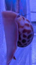 Load image into Gallery viewer, Tiger/Leopard Nassarius Snail For Marine Aquariums (CUC)