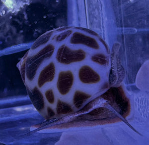 Tiger/Leopard Nassarius Snail For Marine Aquariums (CUC)