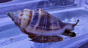 Humpback Conch Snail For Marine Aquariums (CUC)