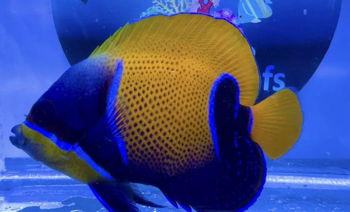 Majestic Angelfish For Marine Aquariums 4