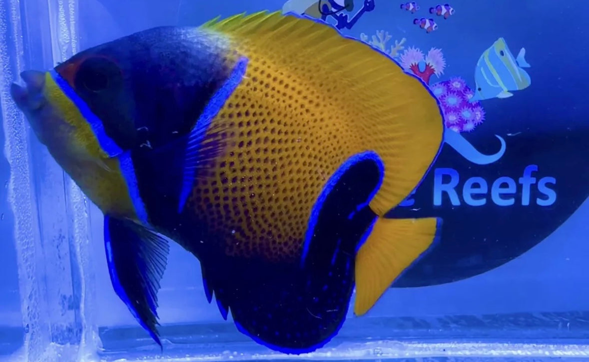 Majestic Angelfish For Marine Aquariums pre order