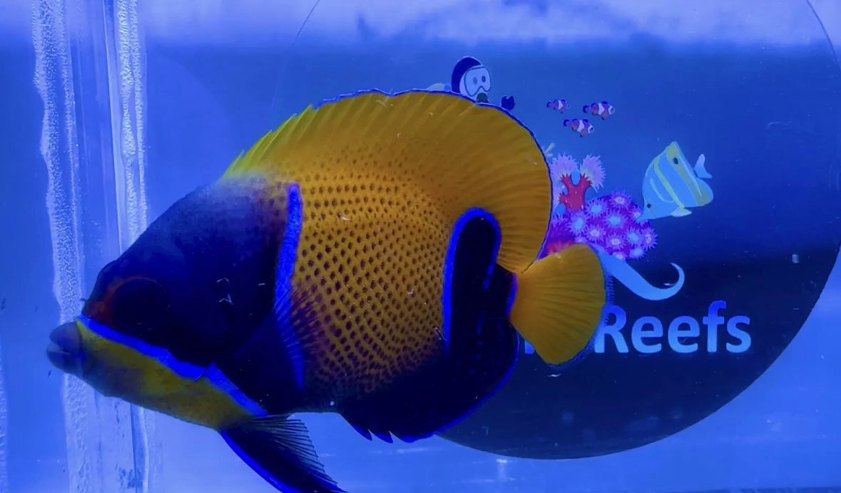 Majestic Angelfish For Marine Aquariums pre order