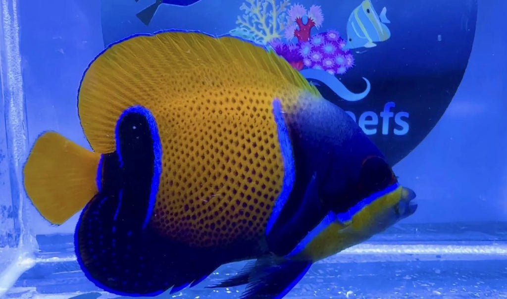 Majestic Angelfish For Marine Aquariums pre order