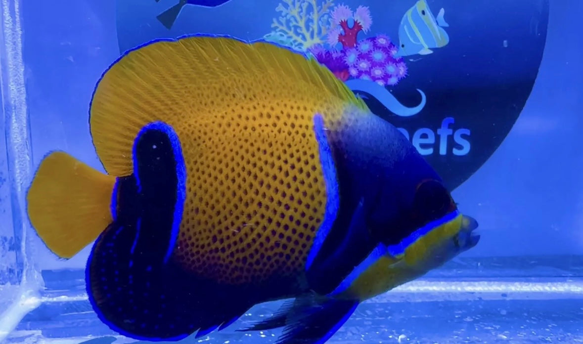 Majestic Angelfish For Marine Aquariums pre order