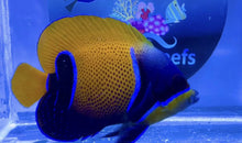 Load image into Gallery viewer, Majestic Angelfish For Marine Aquariums 4&quot;WYSIWYG