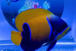 Majestic Angelfish For Marine Aquariums 4"WYSIWYG