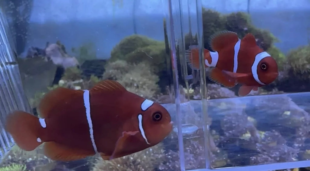 Gold Stripe Maroon Clownfish Pair For Marine Aquariums