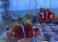 Gold Stripe Maroon Clownfish Pair For Marine Aquariums