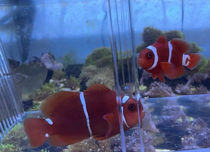 Gold Stripe Maroon Clownfish Pair For Marine Aquariums