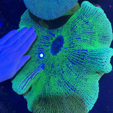 XXXL Ultra Green Carpet Anemone Coral for Marine Aquariums pre order