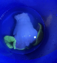 Load image into Gallery viewer, XXXL Ultra Green Carpet Anemone Coral for Marine Aquariums pre order