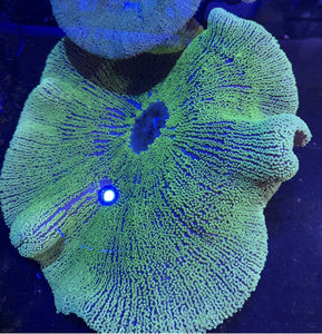 XXXL Ultra Green Carpet Anemone Coral for Marine Aquariums pre order