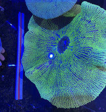 Load image into Gallery viewer, XXXL Ultra Green Carpet Anemone Coral for Marine Aquariums pre order